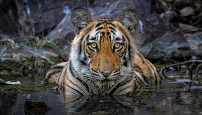 Save The Tiger: A Dream Of Photographer & Conservationist Priyanka Agarwal