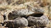 Here’s what to do (and not do) if a rattlesnake bites you on a California hike