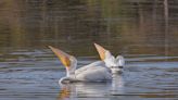 How many kinds of pelicans are there? | ECOVIEWS