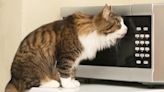 Video of Cat 'Using the Microwave' Has People in Awe