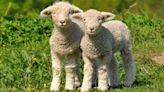 Counting sheep: Who came up with this old sleep tip, and does it work?