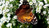 HSHS St. Mary's Hospital to host butterfly ceremony