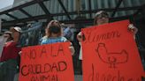 Activistas denuncian al legislador que promovió sacrificio de gallina en Senado de México