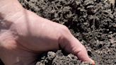 Mark Bailey: Growing crops starts with good soil