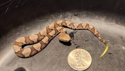 NC’s baby copperhead season is here, so you might see some more snakes. What to know