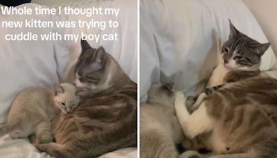 New kitten thinks owner's male cat is his mom but swiftly put in his place