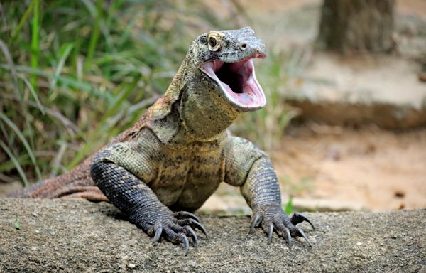 Komodo Dragons’ Nightmare Iron-Tipped Teeth Are a Reptilian First