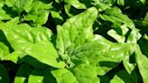 Keep salads fresh this summer with heat-tolerant greens