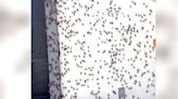 Crickets Cover Homes as Swarm Moves Into Nevada
