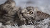 Mom Gets Rescued Street Cat His Own Fancy Purebred Maine Coon Kitty