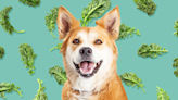 Can Dogs Eat Kale? A Veterinary Nutritionist Weighs In