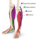 Fascial compartments of leg