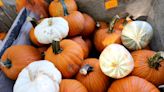 How to pick a perfect pumpkin, make the best pie: Your ultimate guide