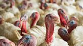 Bird flu found in Sac County turkey flock