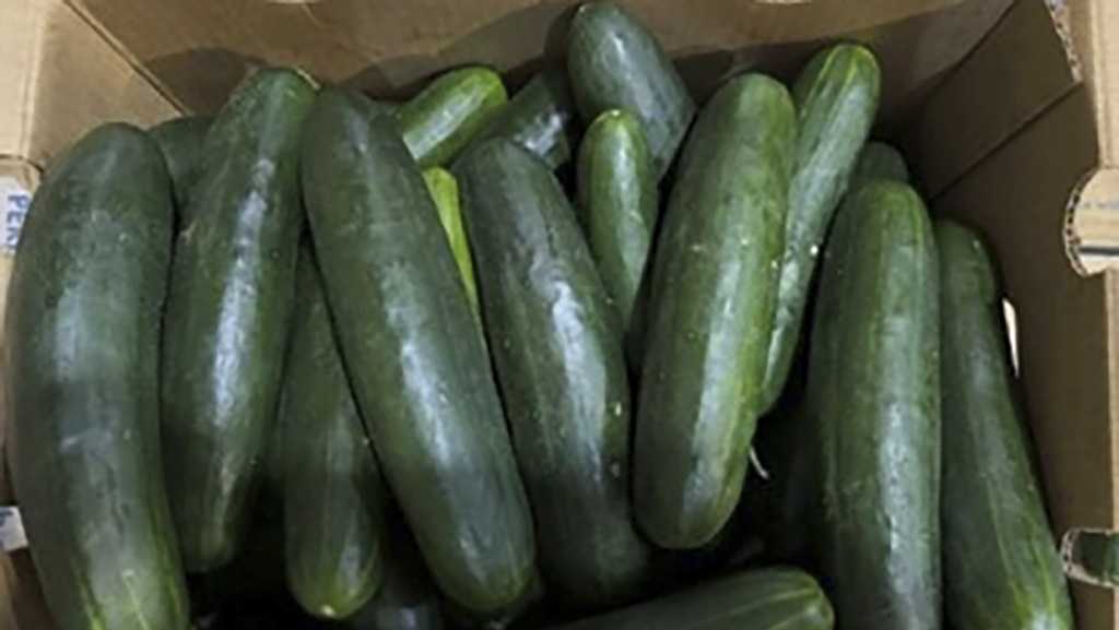 Untreated water tied to salmonella outbreak in cucumbers that sickened 450 people, US health officials say