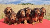 Dachshunds under threat as Germany proposes ban on breeding