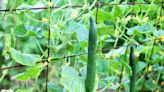 How to Grow Cucumbers Vertically in 3 Ways For a Healthy Harvest