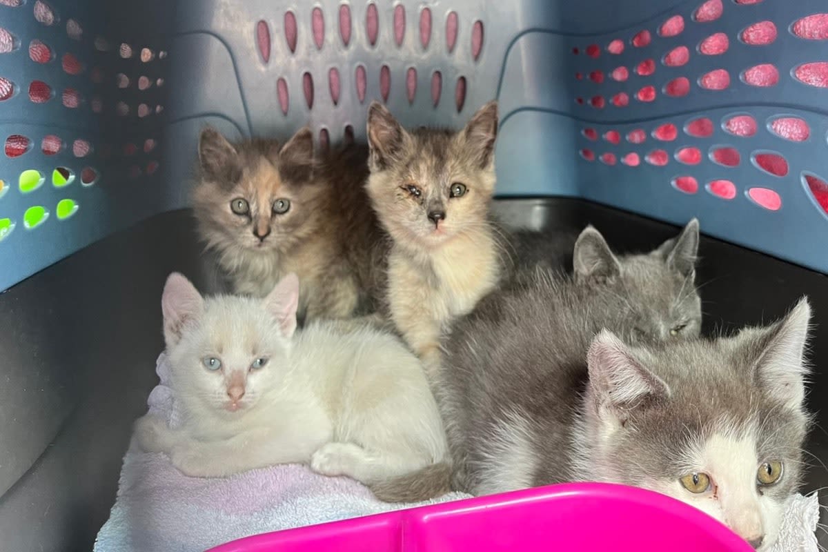 Humane society overrun as Okanagan SPCA forced to limit animal intakes