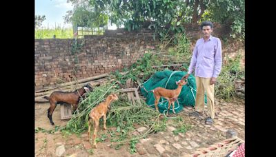 Thieves out-hunt leopards as Bijnor’s bait blunders continue