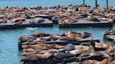 繼15年來新高 美國漁人碼頭湧現「千隻海獅慵懶曬太陽」勁壯觀