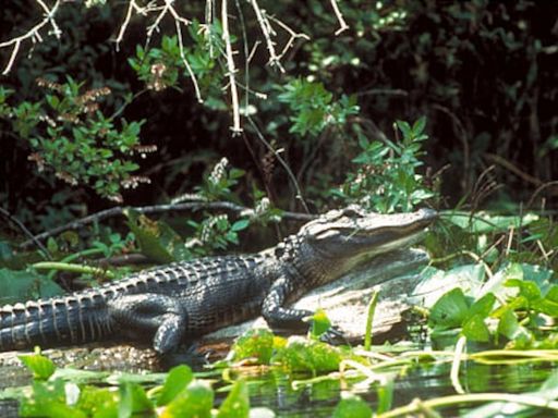 Social media’s infamous emotional support alligator, Wally, has been taken and released into the wild