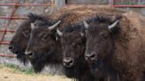 Bison moved from Yellowstone to Taos Pueblo