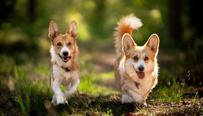 19 Adorable Dogs With Short Legs Who Will Be Your New Best Friend