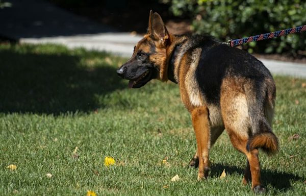 Noem suggests Biden’s dog Commander should suffer a similar fate to Cricket, the dog she shot