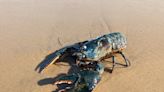 Vacationing family finds massive blue lobster 'walking around on the beach' in Cape Cod