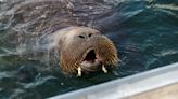 Freya the boat-bending celebrity walrus may have to be put down if crowds keep approaching her, Norwegian authorities say