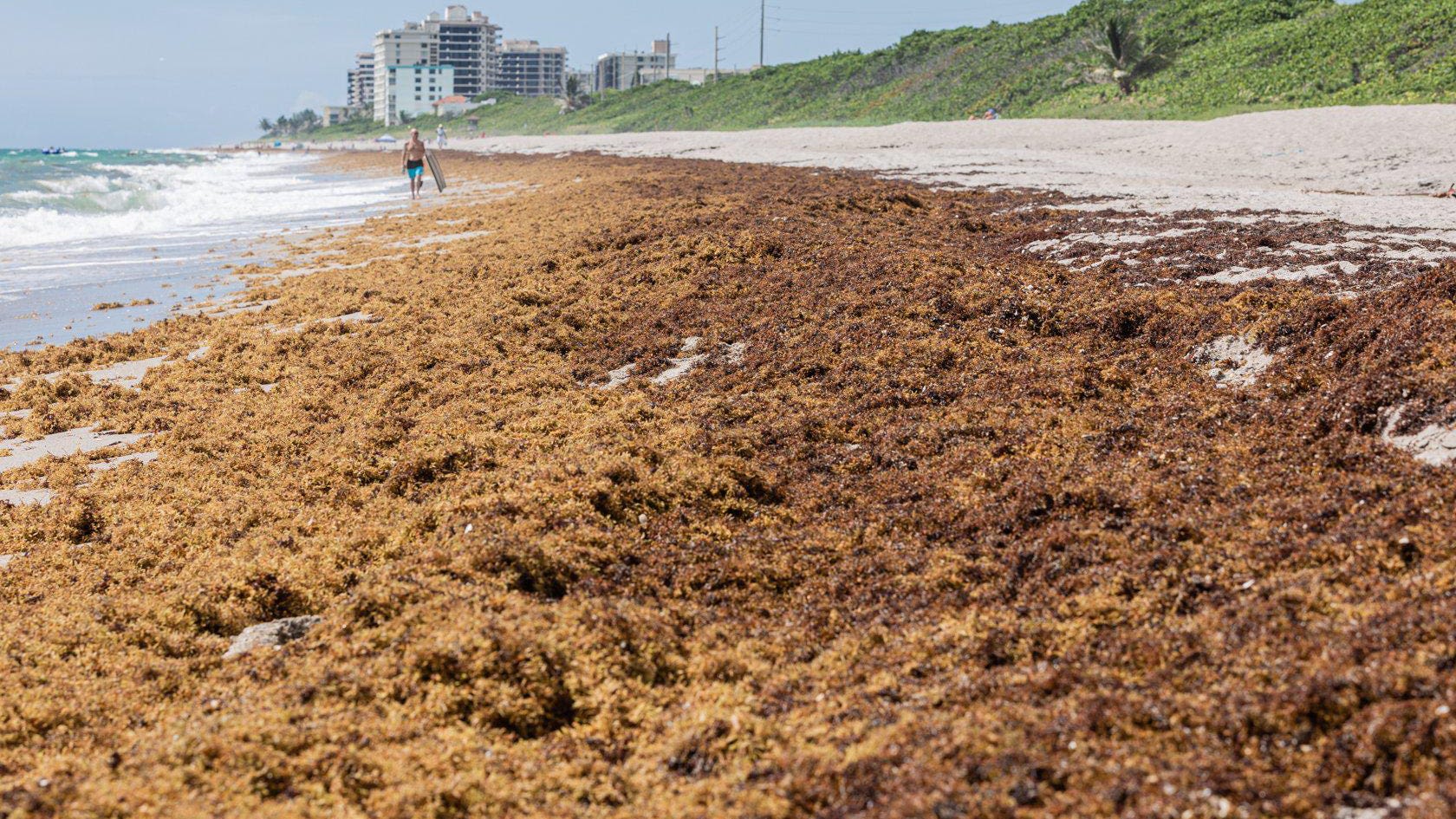 What Florida beaches are not affected by sargassum? Where to avoid masses of stinky seaweed