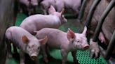 Breakthrough as scientists successfully revive dead pig organs