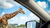 Virginia Safari Park welcoming back adventurists for 2024 season