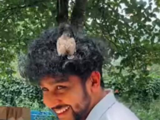 Watch: Bird Rests On Man’s Curly Hair Mistaking It For Nest - News18