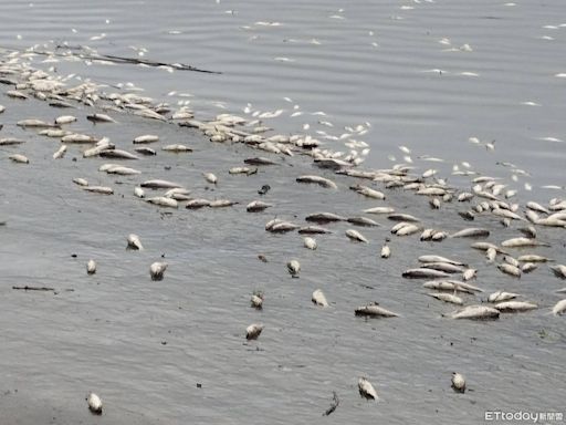 北市河濱又現死魚 環保局初判：溶氧偏低所致