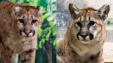 Utah’s Hogle Zoo adopts adorable orphaned cougar cubs — Here’s how you can see them