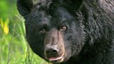 'Bear in a tree': Police, wildlife authorities respond to Salt Lake neighborhood