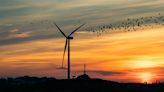 How wind turbines could coexist peacefully with bats and birds