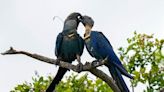 Recovery of Brazil’s Spix’s macaw, popularized in animated ‘Rio’ films, has a new hurdle: climate change - The Boston Globe