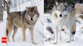 8 most dangerous wolf breeds: From the mighty grey wolf to the elusive Himalayan wolf | - Times of India