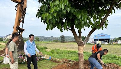 金門林務所邀樹藝師移植路樹 專業技術助環境永續 - 金門縣