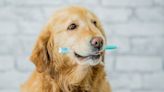 Surprising Causes of Your Dog's Bad Breath + Vet-Approved Ways to Get Rid of It Fast