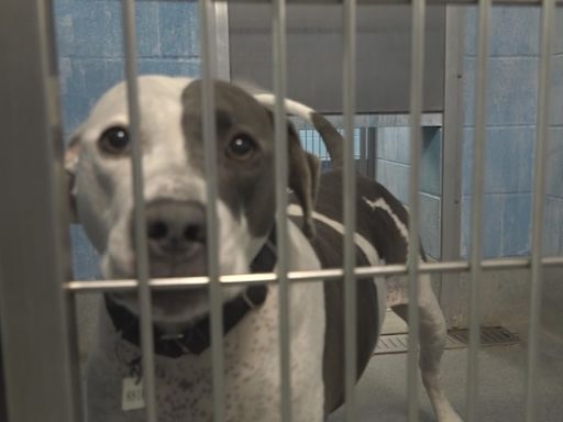 Free pet adoptions available at Prince George's County animal shelter