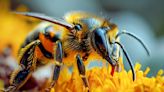 Les abeilles pourraient détecter ce cancer chez les humains