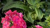 Want stunning color and intoxicating fragrance in your garden? Plant Luminary Sunset Coral phlox
