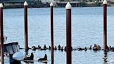 VIDEO: Loud, chunky sea lions take over Hayden Island docks