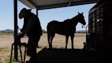 Tucson farrier educates Native American communities on horseshoeing