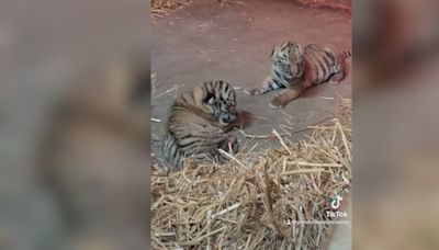 Como Zoo welcomes endangered tiger cubs