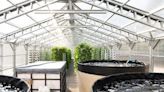 'Beacon of hope': Jacksonville nonprofit launches seventh aquaponics urban farm