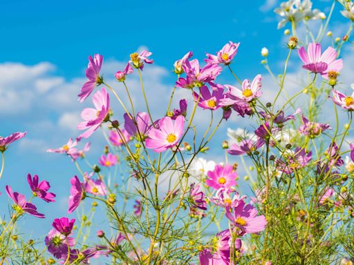 8 Self-Seeding Flowers For a Beautiful Garden With Less Work